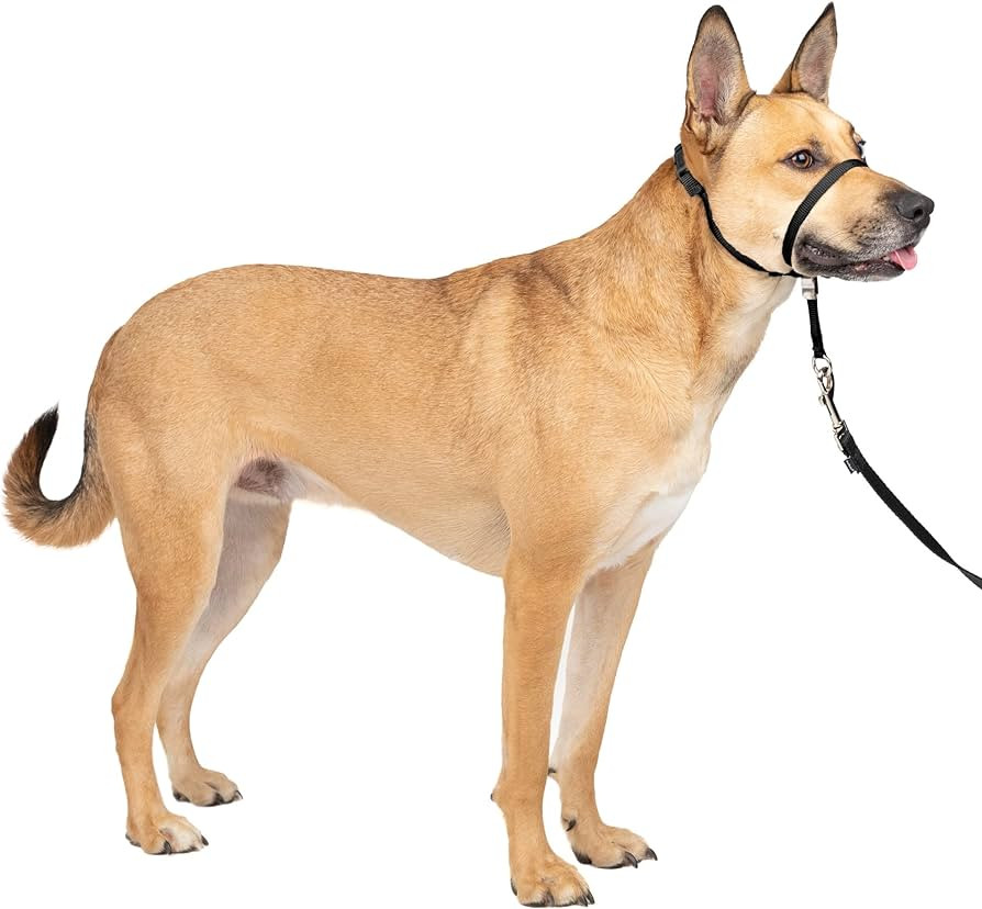 PetSafe Gentle Leader No-Pull Head Collar for Dogs, Dog Head Collar - The Ultimate Solution to Pu... | Amazon (US)