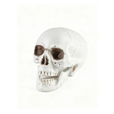 Plastic Skull Decor – Realistic Skull Figurine For Halloween, Gothic Home Décor & Themed Party Display – Tabletop, Shelf, Mantel Accent, 7" Wide & 9 | Wayfair North America