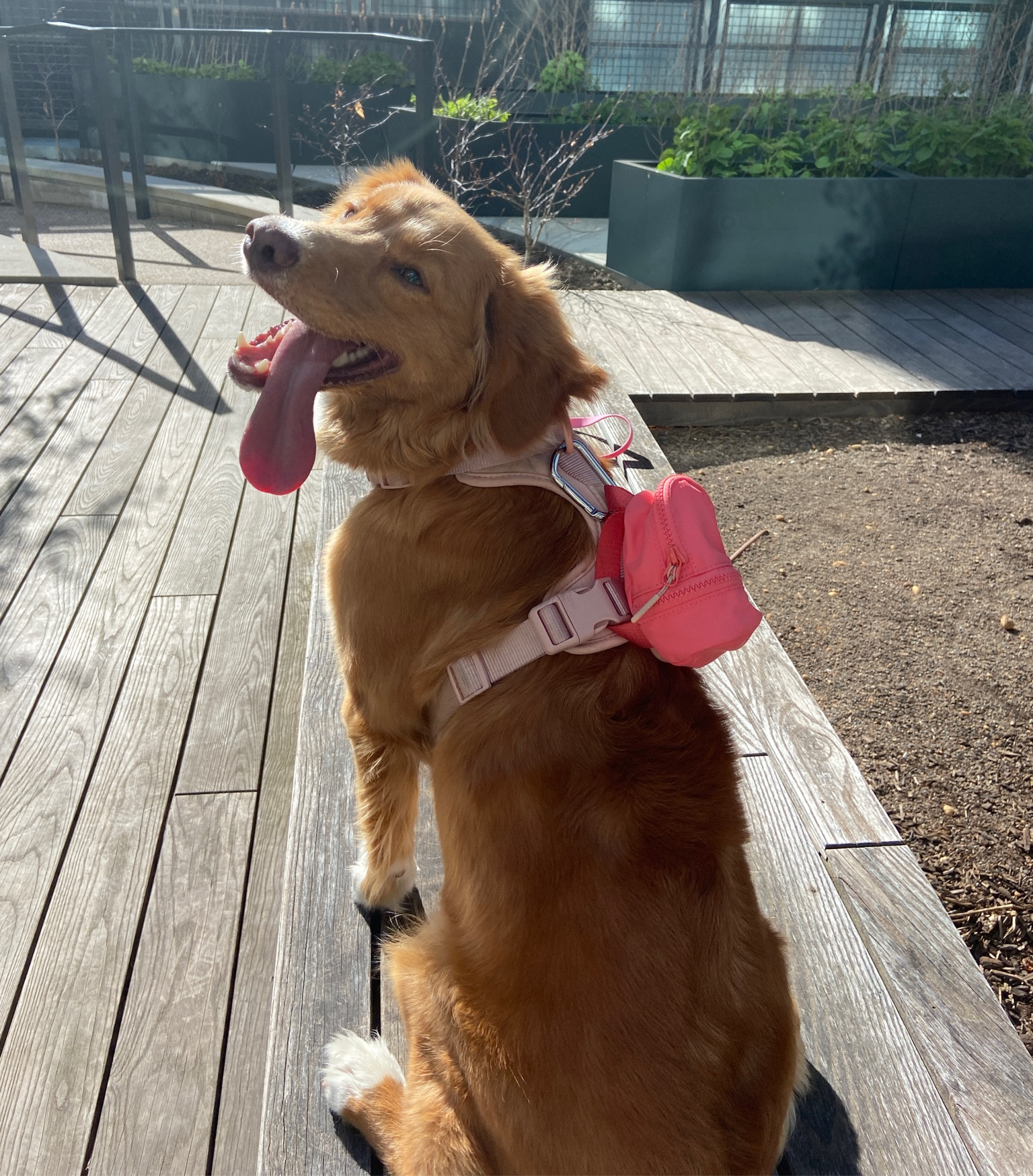 Lululemon dog backpack is a MUST for independent girls carrying their own ball to the park 

#LTKunder50 #LTKstyletip