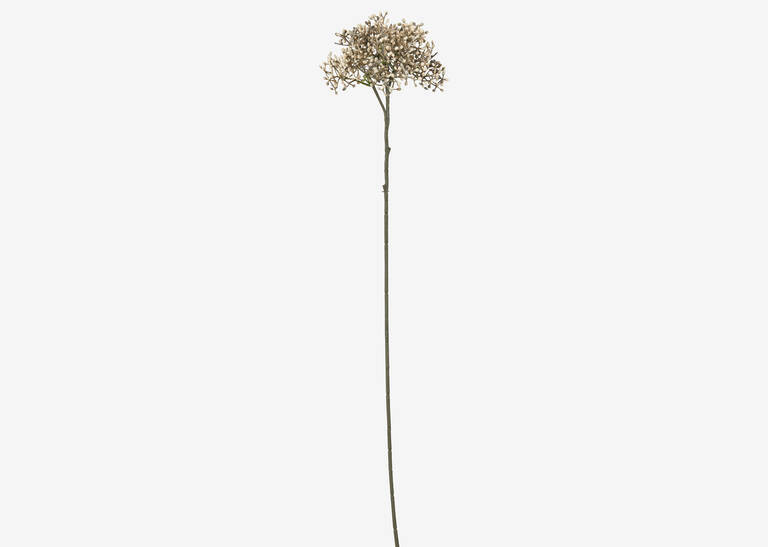 Beare Elderberry Stem Natural | Urban Barn