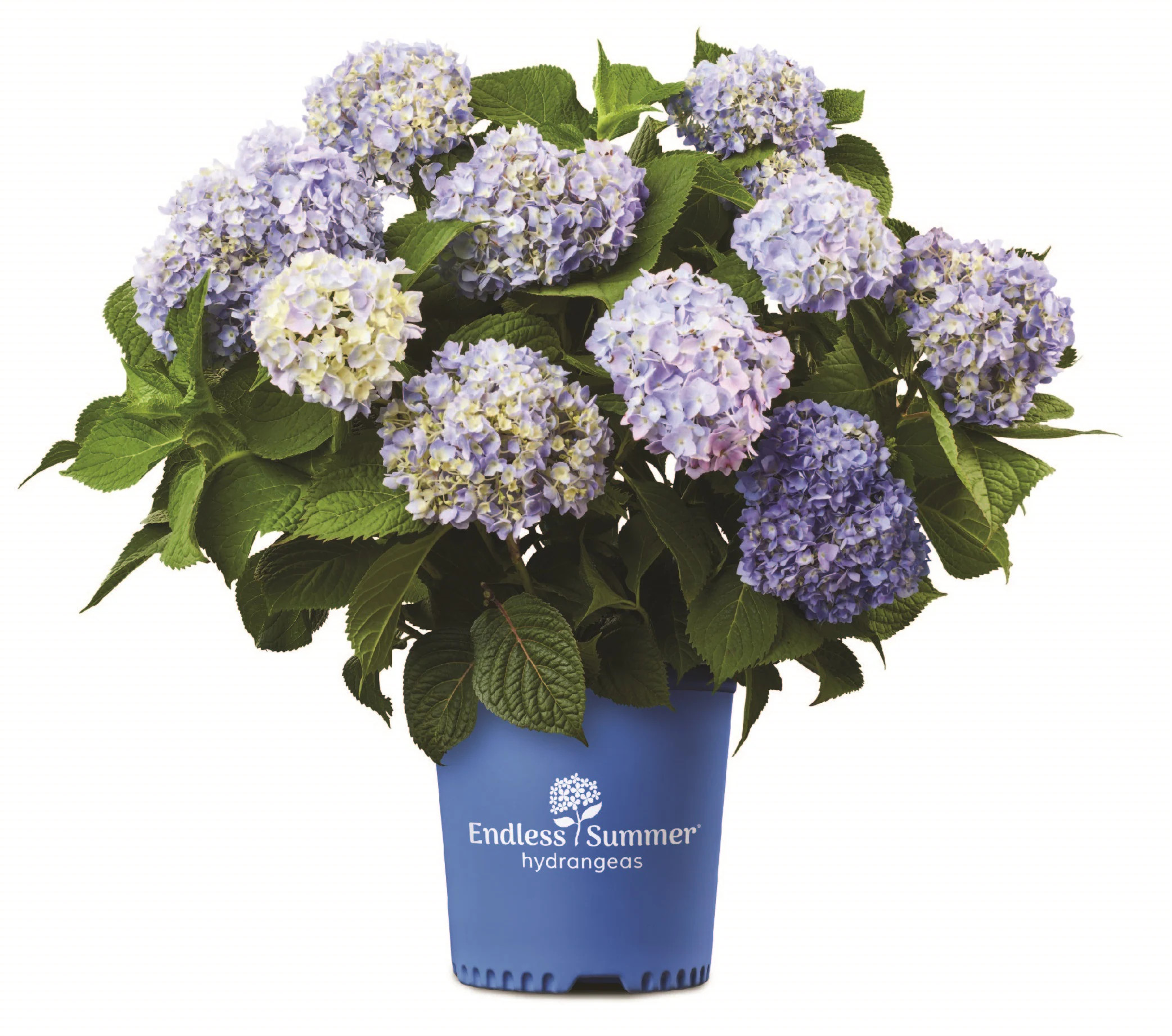 Endless Summer 2 -Gallon The Original Bigleaf Hydrangea Flowering Shrub with Blue Blooms 1 -Pack one_size | 26292-1 | Lowe's