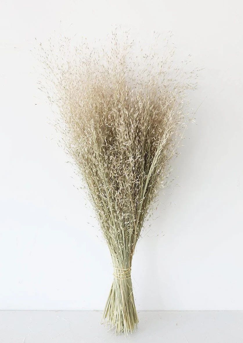 Dried Indian Rice Grass - 22-28" Tall | Afloral (US)