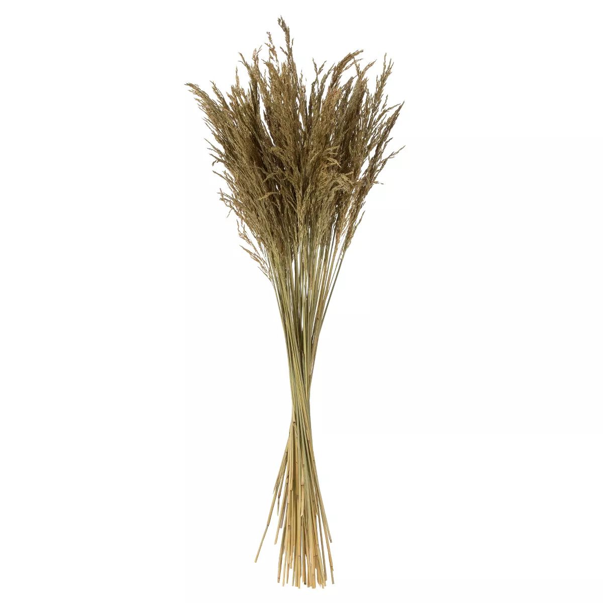 Vickerman 36" Congo Grass Bundle, 8 oz Dried | Target