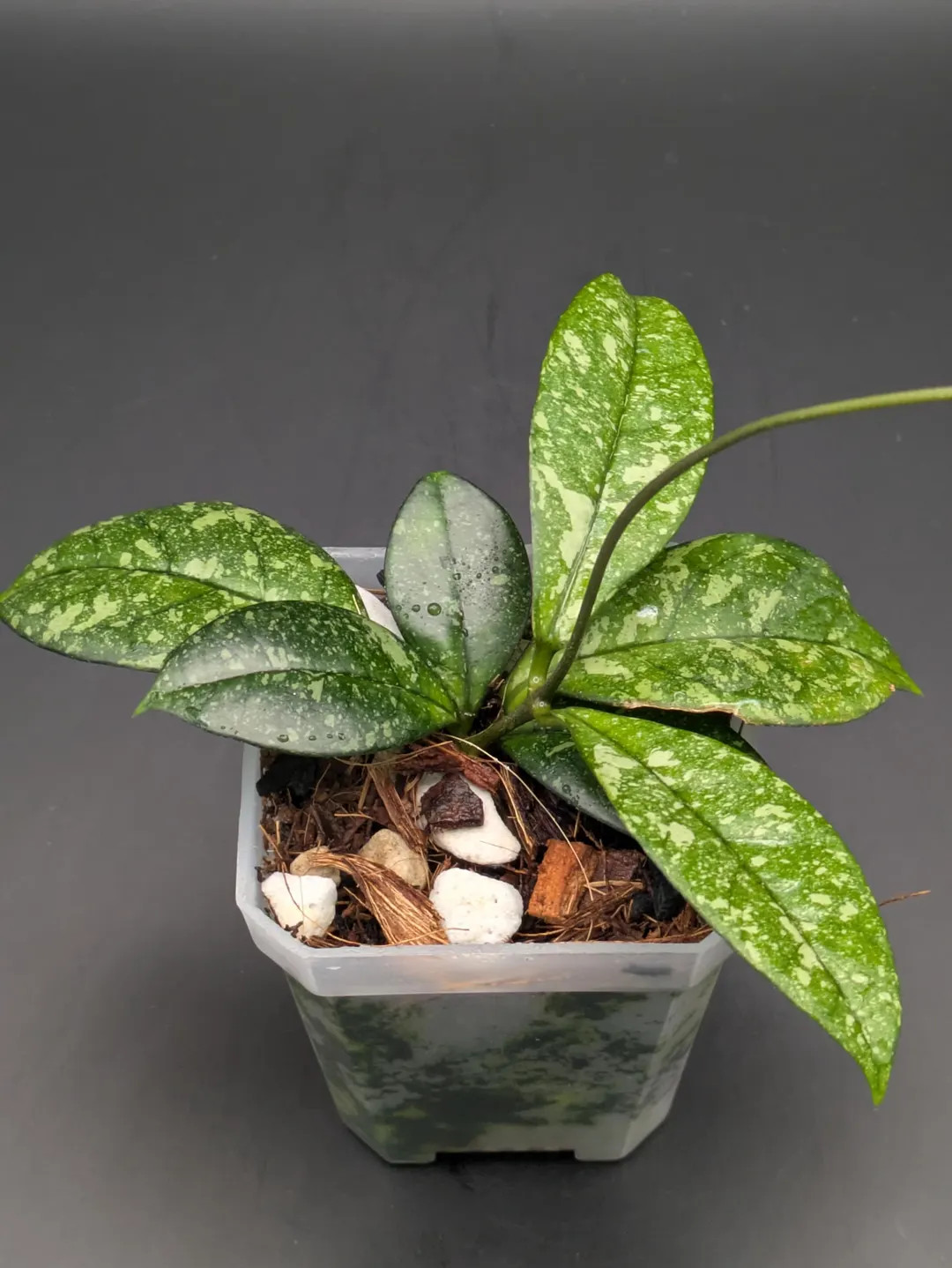 Hoya Crassipetiolata Splash – 3” Pot – Fully Rooted – Exact Plant - Etsy | Etsy (US)