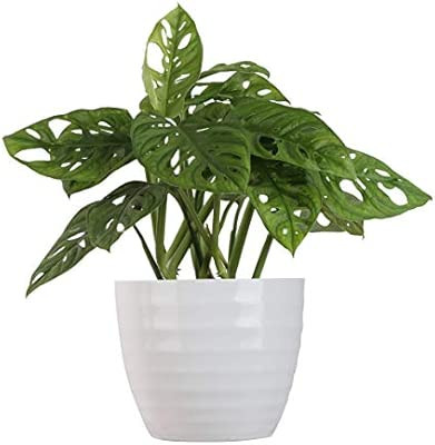 Costa Farms Little Swiss Monstera Trending Tropicals Collection Live Indoor Plant, 12 Inches Tall... | Amazon (US)