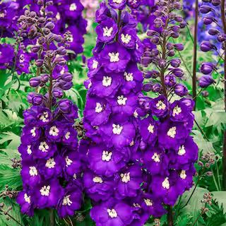 Spring Hill Nurseries Purple Passion Delphinium Live Bareroot Perennial Plant Flowers Purple (1-P... | The Home Depot