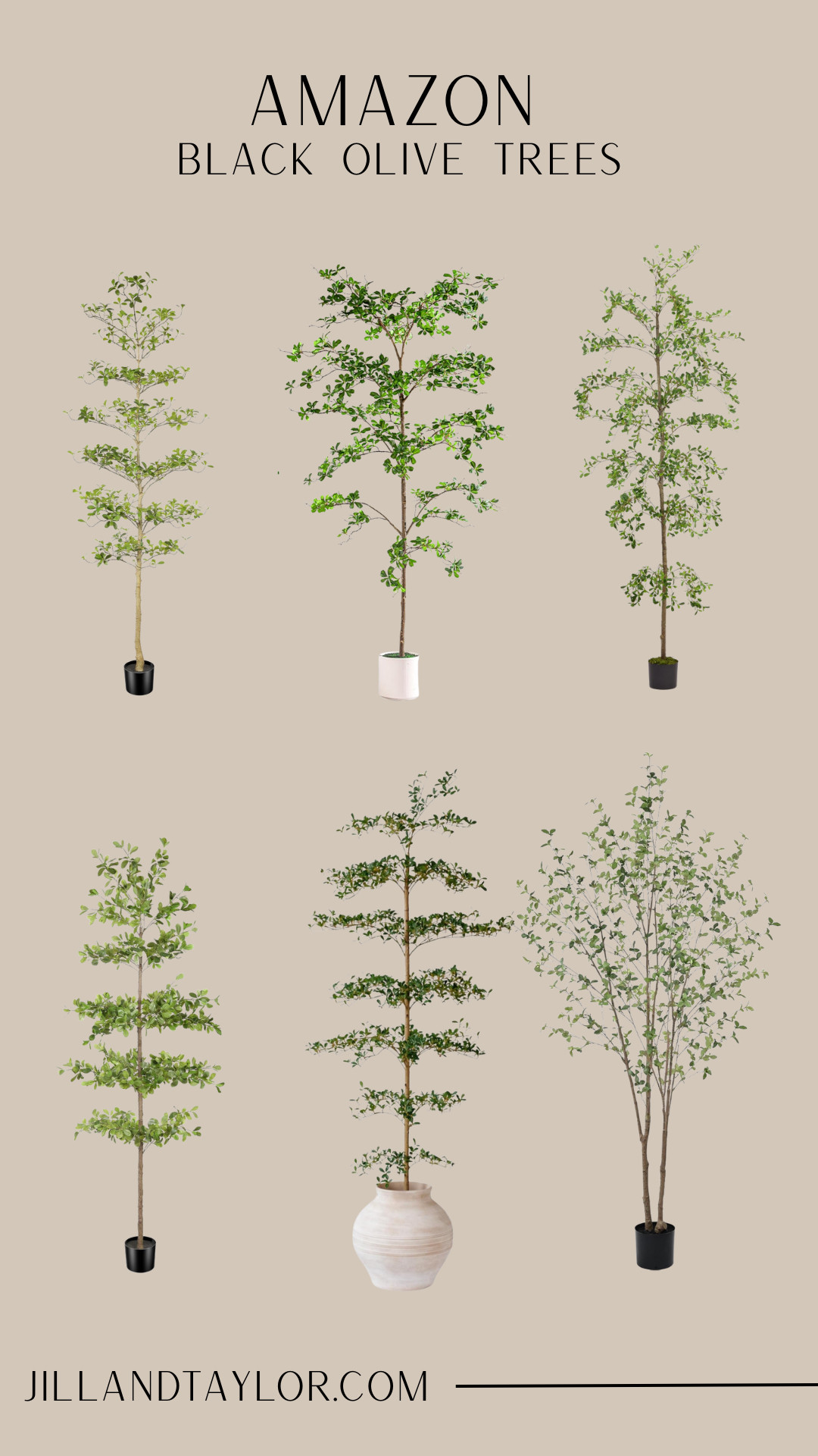 Black Olive trees  

 #LTKmomlife #LTKHome #LTKSaleAlert