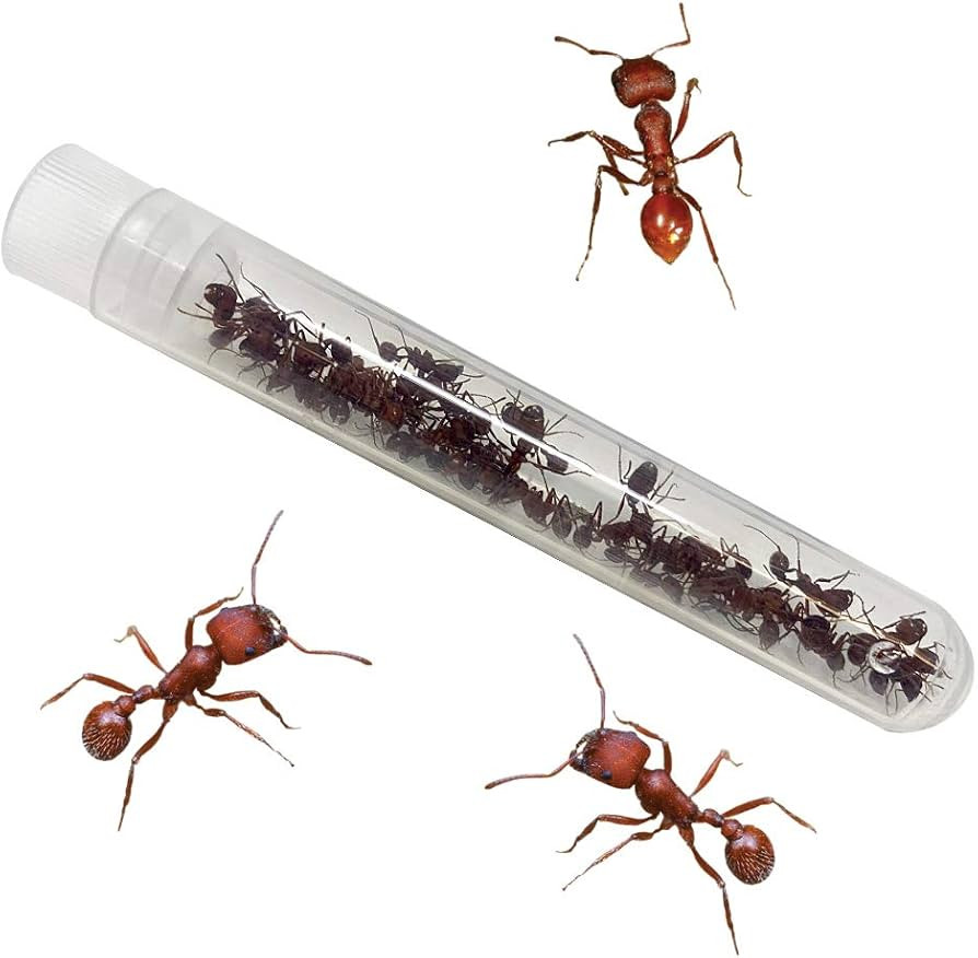 Insect Lore Tube of Ants - Ant Habitat Refill | Amazon (US)