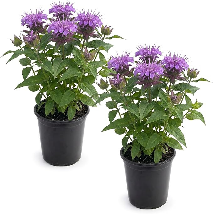 Live Flowering Bee Balm - Balmy Purple (2 Plants Per Pack), Pollinator - Attracts Butterflies, 10... | Amazon (US)