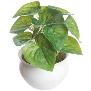 6" Potted Philodendron Bush by Ashland® | Michaels Stores