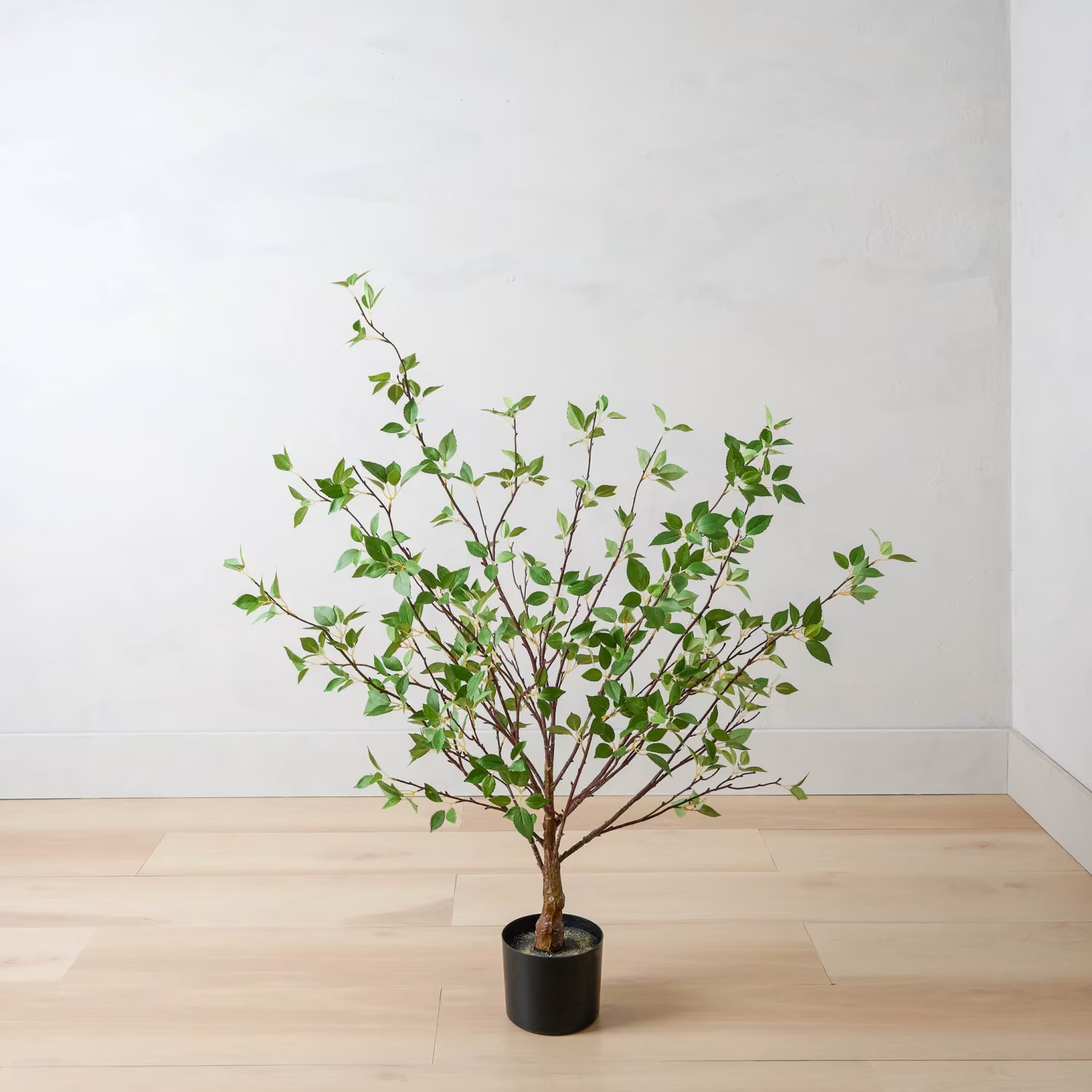 Small Potted Green Leaf Tree | Magnolia