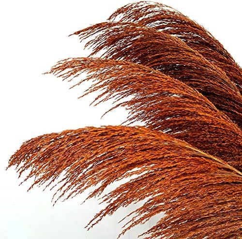 Amazon.com: Brown Orange Pampas Grass Tall, 4Pcs 43.3" Natural Colorful Pompas Floral with Dried Flo | Amazon (US)