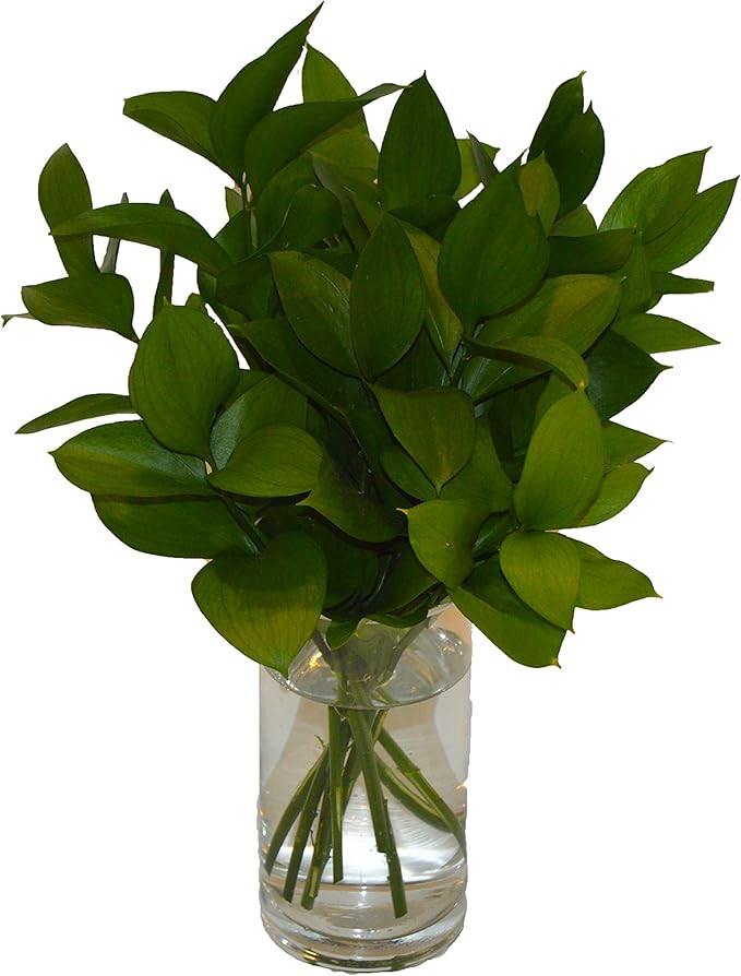 The Flowers Empire [1] Fresh Cut Israeli Ruscus, Dark green, Pack of 1000 | Amazon (US)