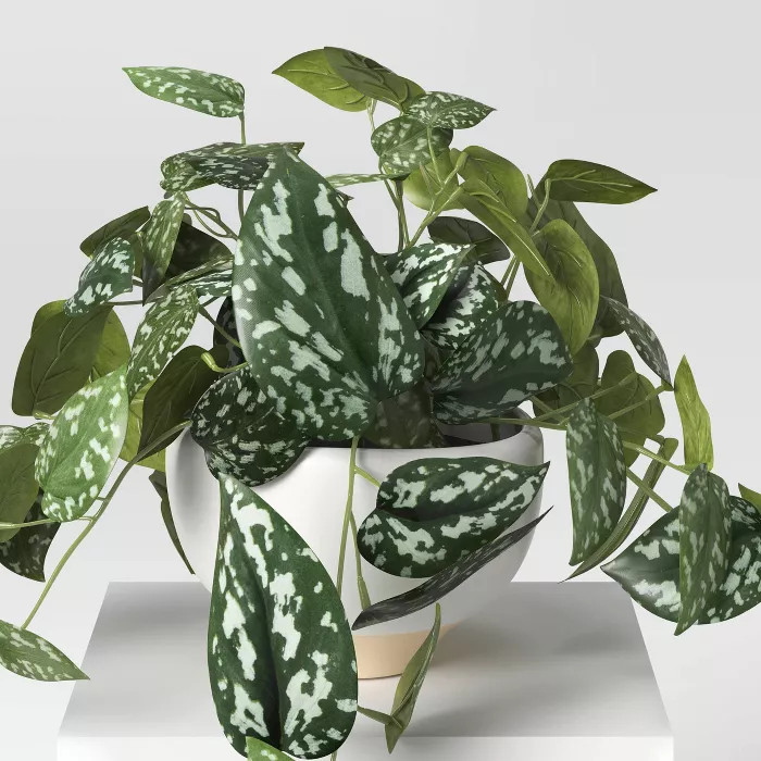 Trailing Plant - Threshold™ | Target