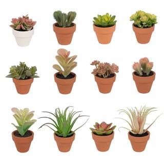 Assorted 3" Potted Micro Succulent by Ashland® | Michaels | Michaels Stores