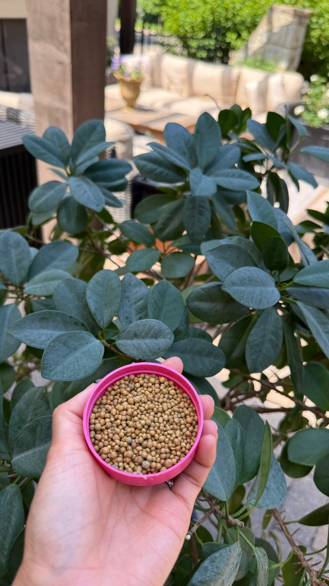 My secret to healthy large indoor plants: trim in spring/summer, add new layer of soil on top and feed with this plant food. I’ve had this Ficus Audrey for over 5 yrs now. #plantcare

#LTKHome