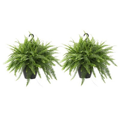Costa Farms  2-Pack Boston Fern 2-Pack in 1.5-Gallon Hanging Basket | Lowe's