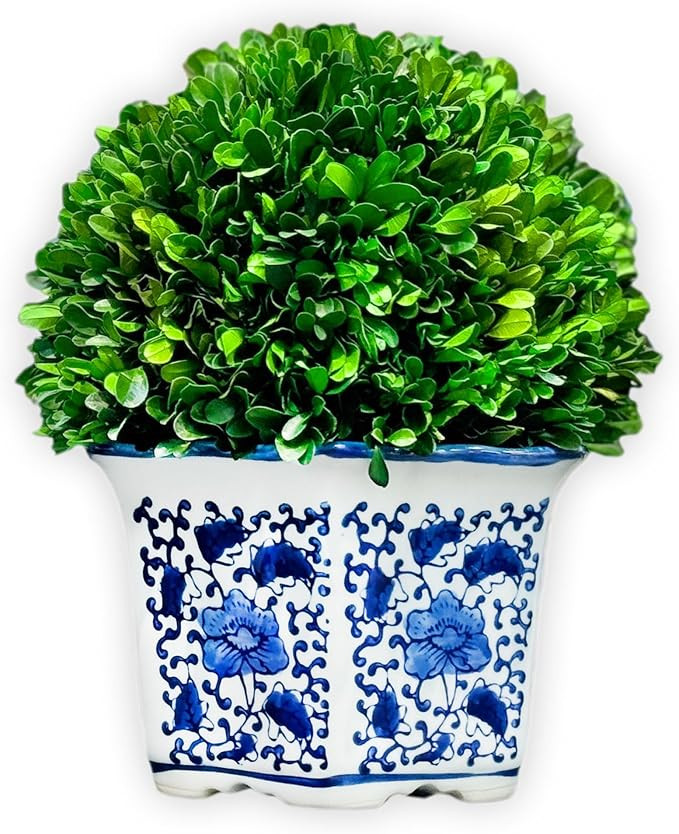 Galt International 11" Naturally Preserved Real Boxwood Ball in Hand-Painted Blue & White China P... | Amazon (US)