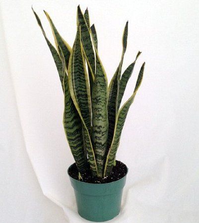 Snake Plant (REAL), 6" Pot | Amazon (US)