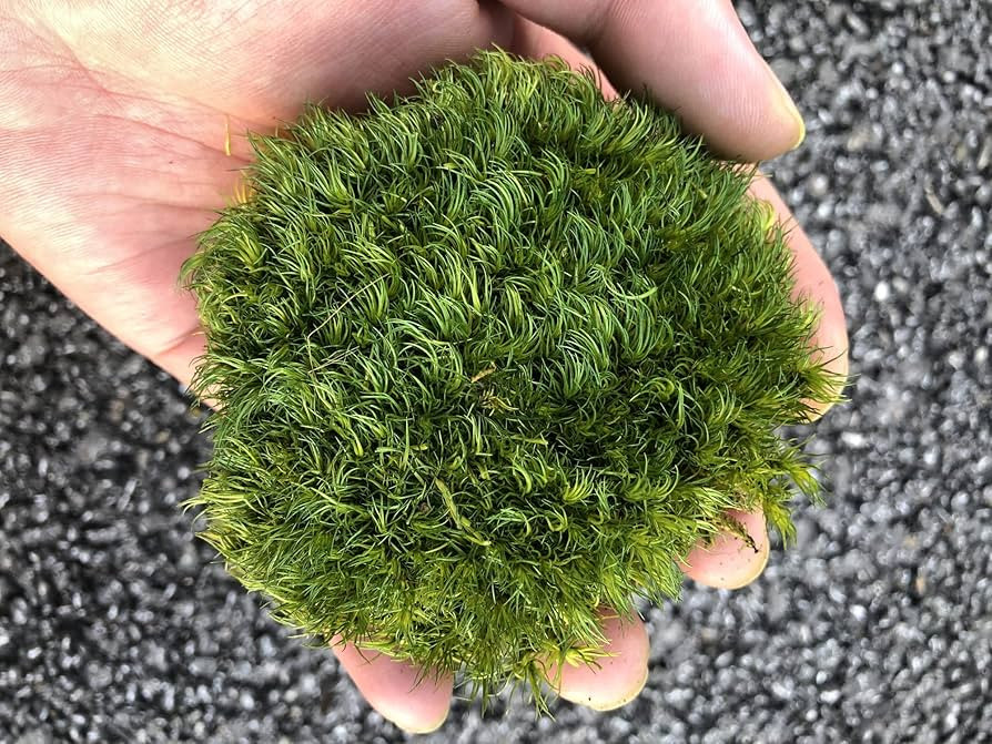 Prefleur Preserved Pole Moss Pillow Bun Cushion Natural Green Decorative Real Natural Green DIY K... | Amazon (US)