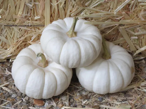 15 WHITE Baby Boo MINI PUMPKIN Miniature Cucurbita Pepo | Etsy | Etsy (US)