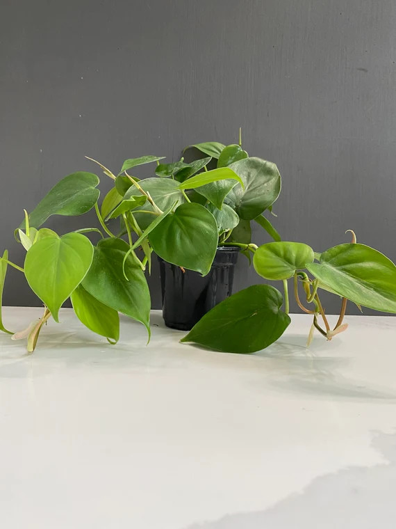 Philodendron Cordatum - Etsy | Etsy (US)