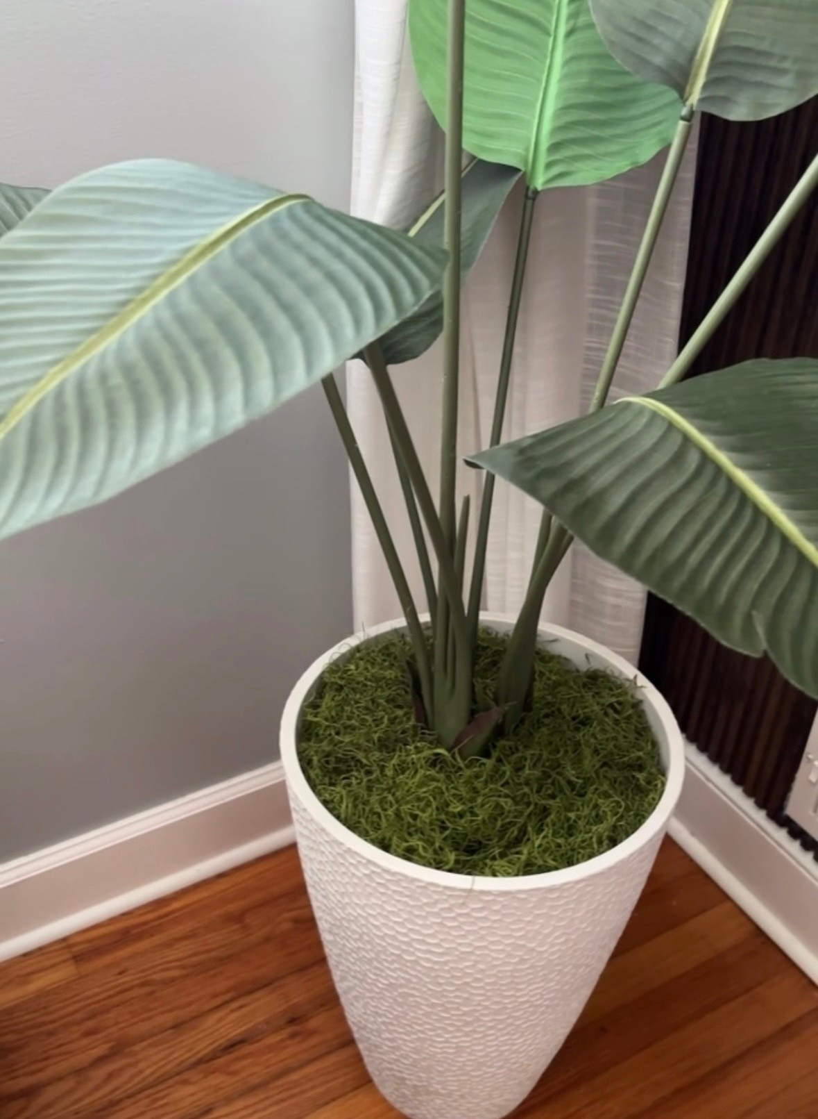 I loved my beautiful plant by 3 feet  perfect for all locations in your living room,bed,yard,dening room 

#LTKActive #LTKSaleAlert #LTKHome