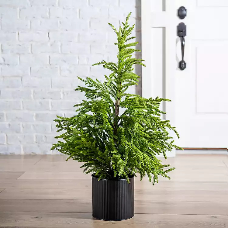 Potted Norfolk Pine Mini Christmas Tree, 36 in. | Kirkland's Home