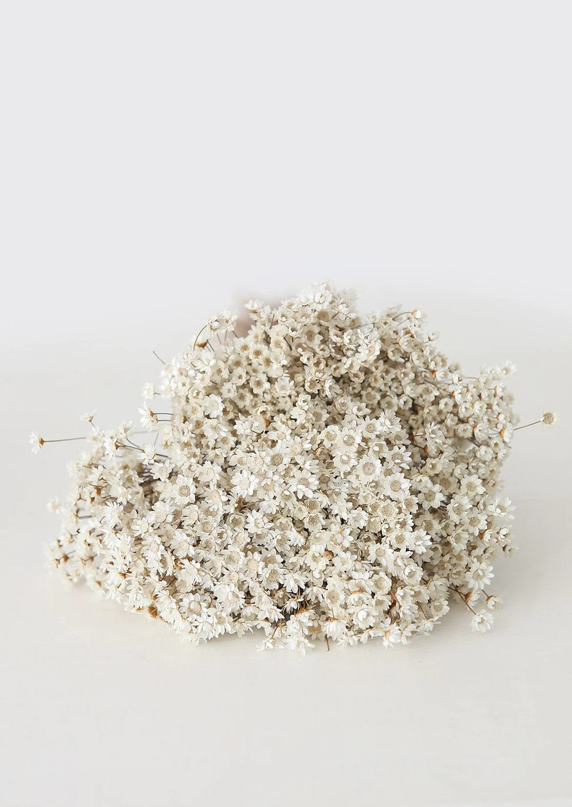 Dried Star Flowers in Natural | Dried Flowers at Afloral.com | Afloral