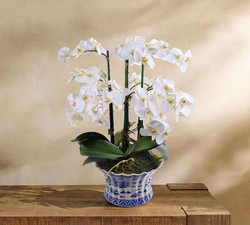 Faux Orchid Phalaenopsis in Pot | Pottery Barn (US)