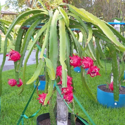 Live Plant in a Pot - Hylocereous Undatus - Edible Tropical Fruit Plant from Florida | Wayfair North America
