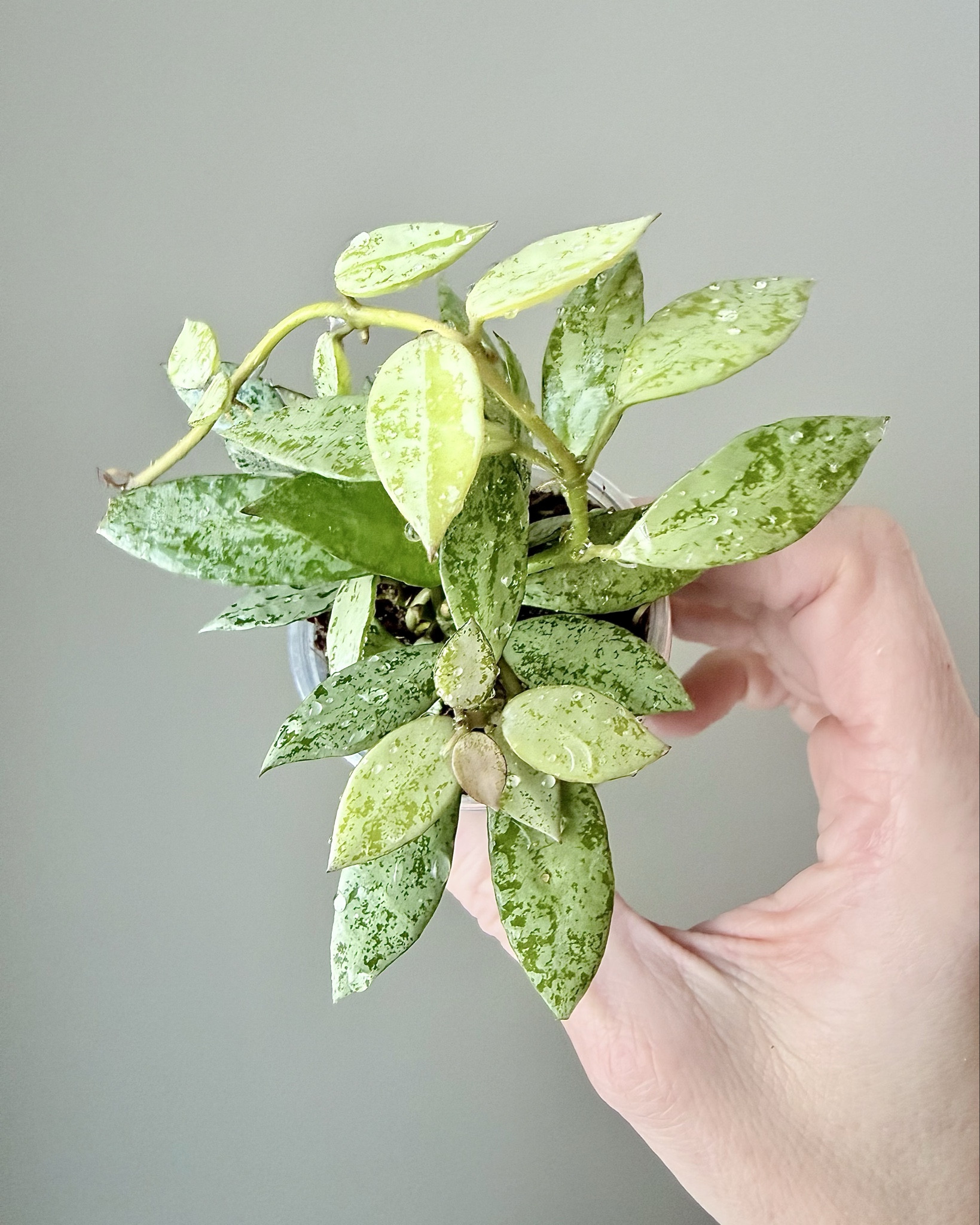 This one is one of my favorite looking “new to me” small leaf Hoyas in my collection. I love the small silvery leaves. They are just so sweet.         

Liz’s personal care experience only…every environment is different:
🪴Name: #hoyalacunosalimesplash 
🪴Light: under grow lights
🪴Water: when dry
🪴Avg Temp last 30 days: 74F
🪴Relative Humidity last 30 days: 45%
🪴Fussy: not for me
🪴Rate of growth: medium 
🪴Rareness: not commonly found
🪴Pot size: 3 oz cup
🪴Potting Mix: my coco coir rooting mix
🪴Fertilizer: I apply a nutrient-rich fertilizer tailored for Hoyas approximately every other watering when the plant isn’t dormant. It’s packed with essential macro and micronutrients, it’s the best I’ve found for hoyas!
🪴Rooting Method: in my custom coco coir mix in a clear plastic prop box on top of a heat mat, under a strong grow light. 
🪴Time In My Care: 9 months 
🪴Would Liz recommend this one: yes

👍follow for more & 🏷️ save for future reference 

#ilovehoyas #hoyacollector #hoyaappreciation 

#LTKHome #LTKSpringSale