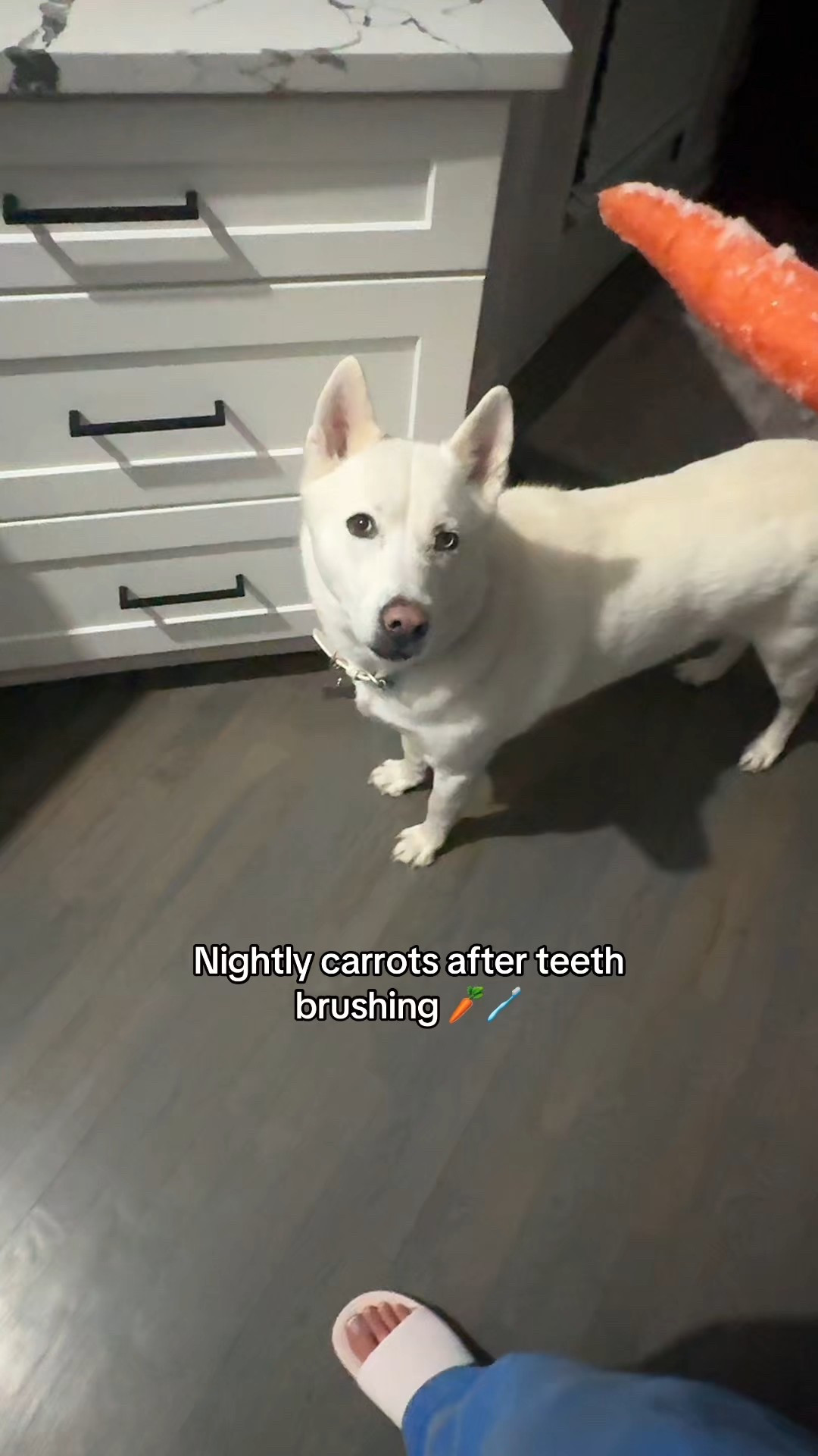 Luna loves her carrots 🥕 

#LTKHome #LTKmomlife #LTKdayinmylife