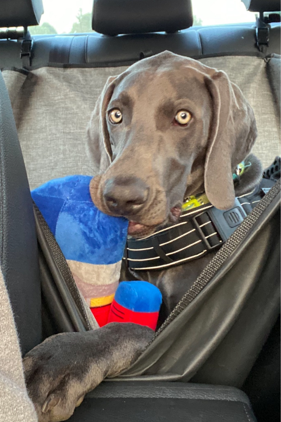Does your puppy like to watch tv? One of Sights favorite movies is Transformers. When I saw the Transformer toy at @target I knew I had to get it for her. She absolutely loves it! 

Hasbro Optimus Prime Crunch & Squeak Transformers Dog Toy
$9.99

Buy 1, get 1 25% off select dog toys & treats at @target. 

#LTKsalealert #LTKunder50