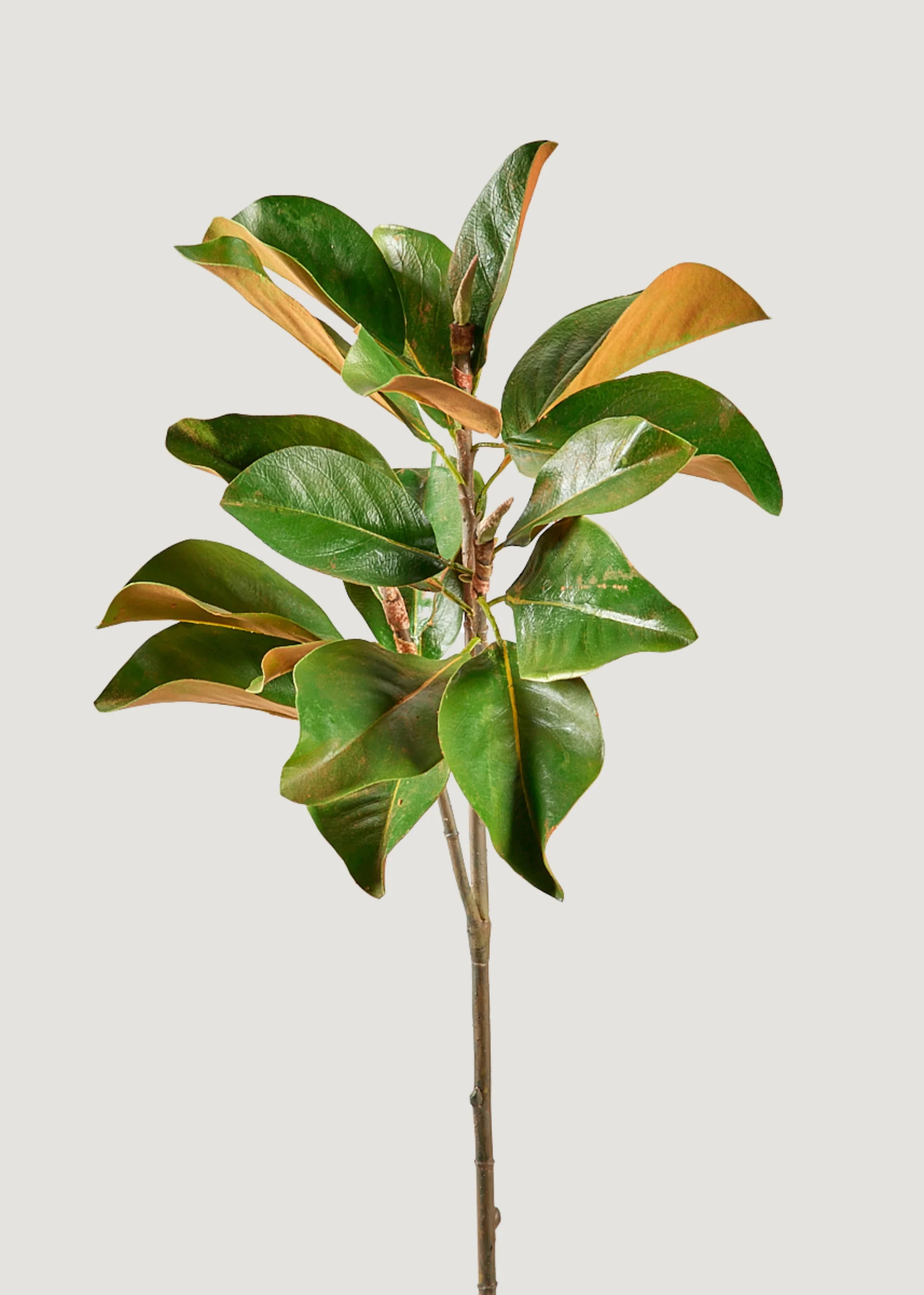 Magnolia Branch | Nature-Inspired Artificial Branches | Afloral.com | Afloral