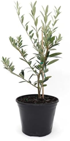 American Plant Exchange Arbequina Olive Tree – Live 5-Inch Pot, Fruit Bearing Tree, Cold Hardy ... | Amazon (US)