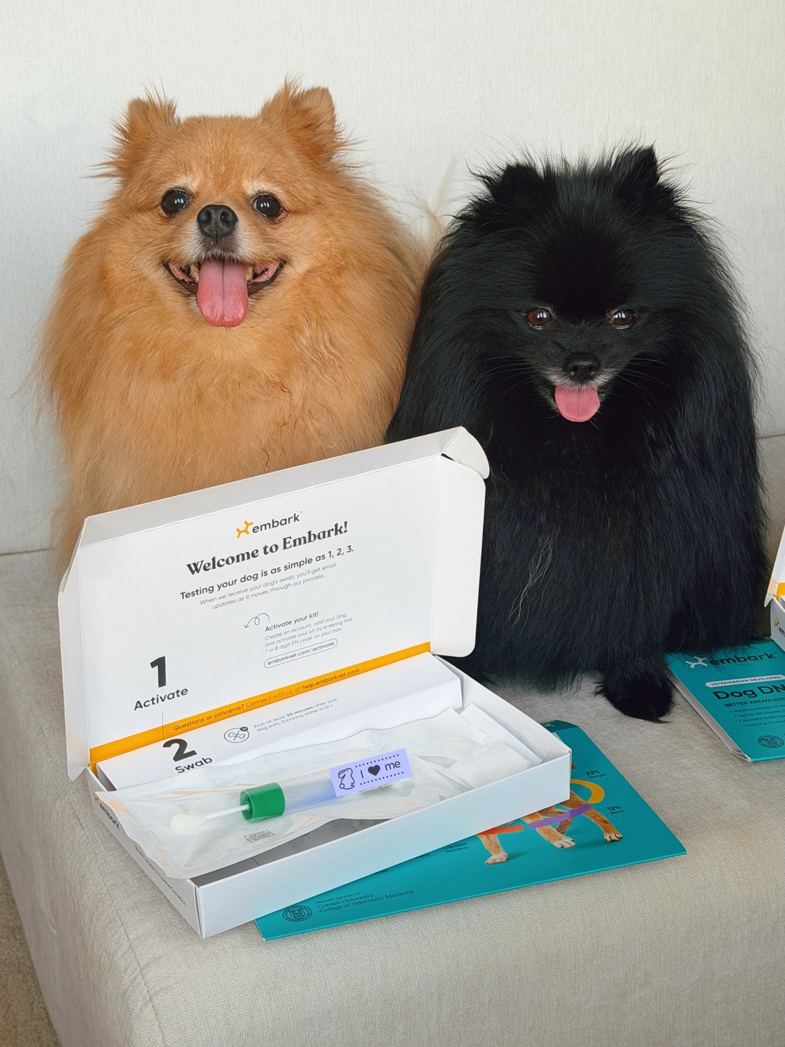 Pomeranian DNA test!
