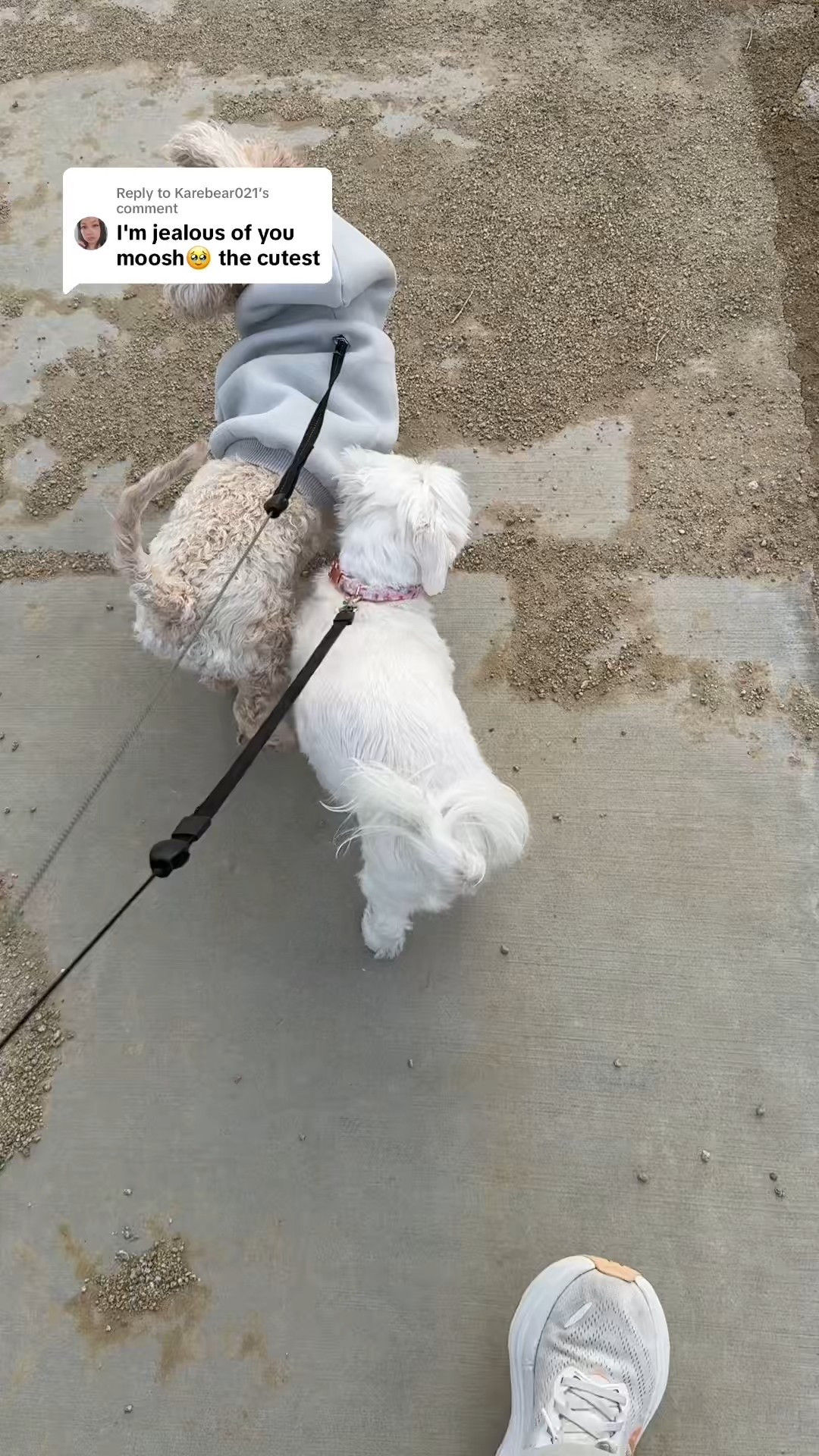 Comfrt paws standard fog in small 


#LTKPets #LTKActive #LTKFindsUnder50