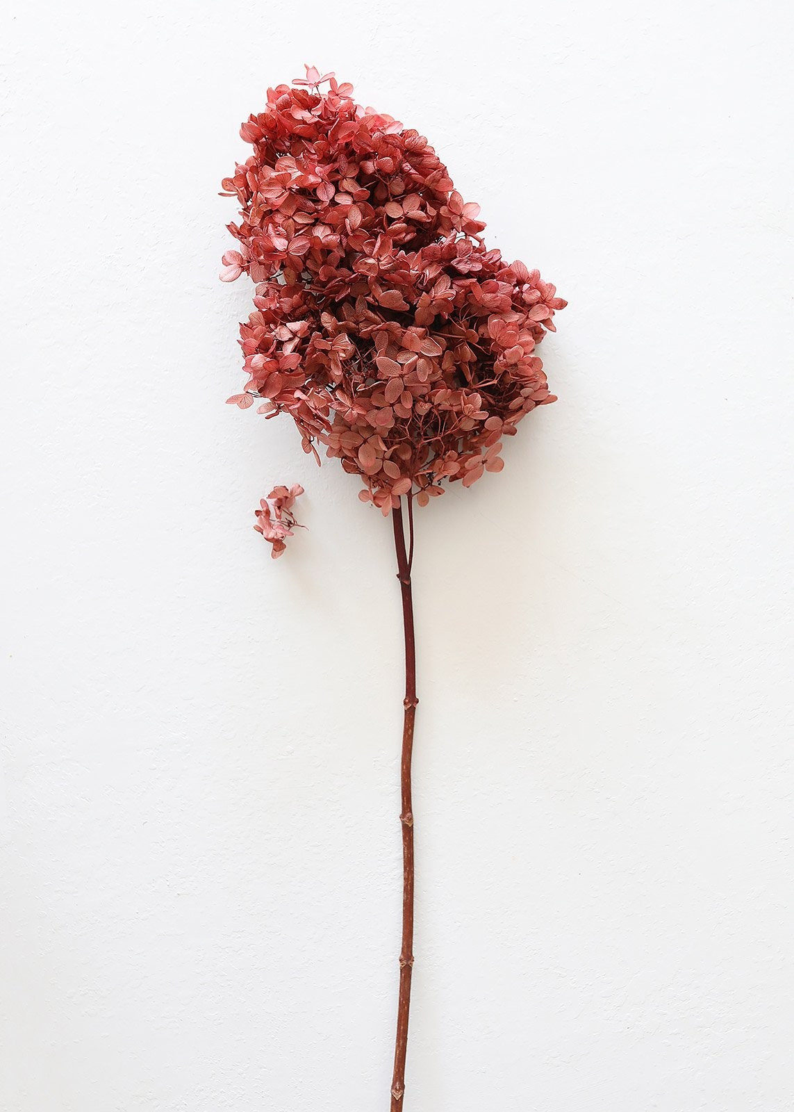 Dusty Mauve Preserved Full Bloomed Hydrangea - 6-8" Bloom | Afloral (US)