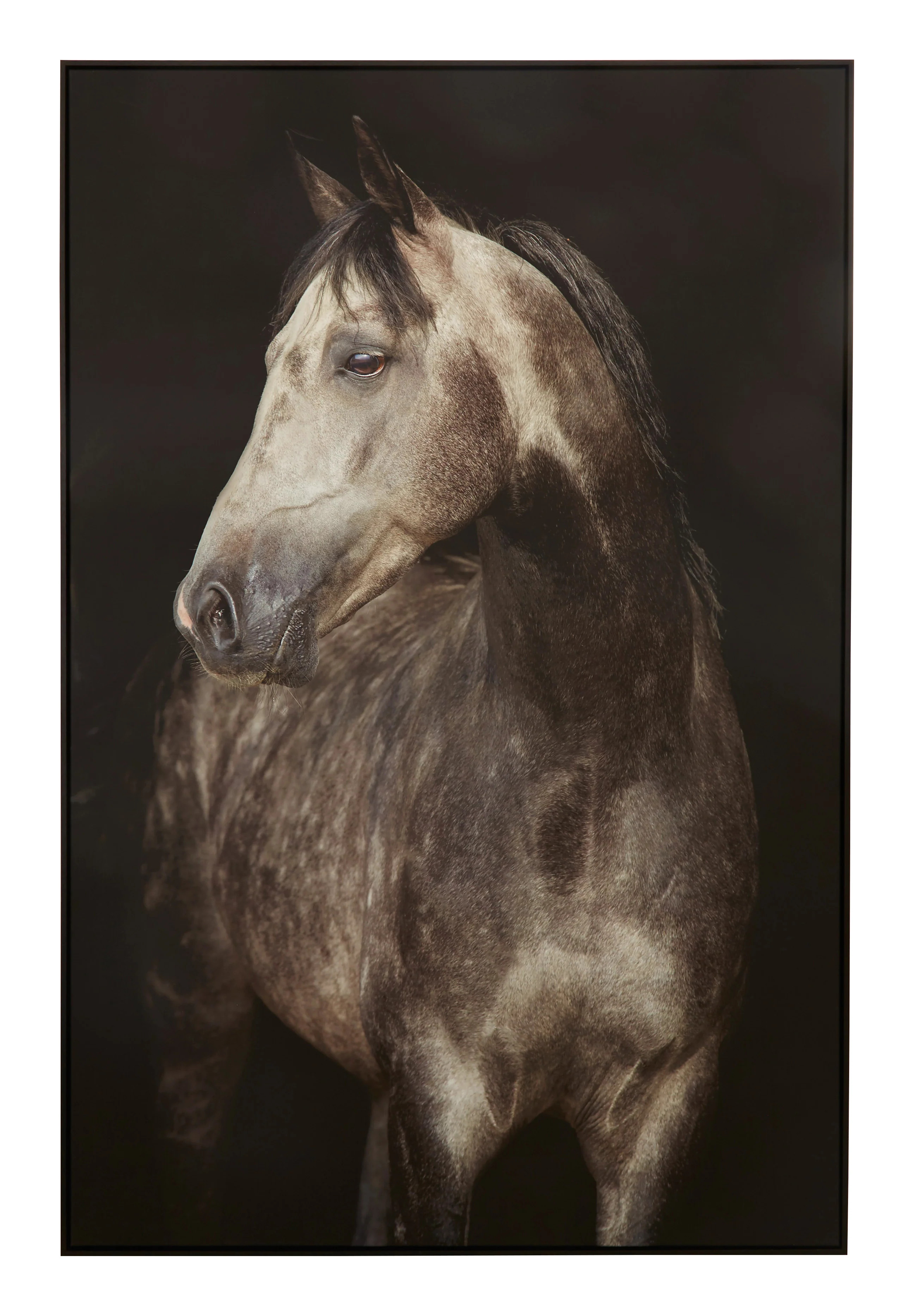 Equine Photograph | Jayson Home