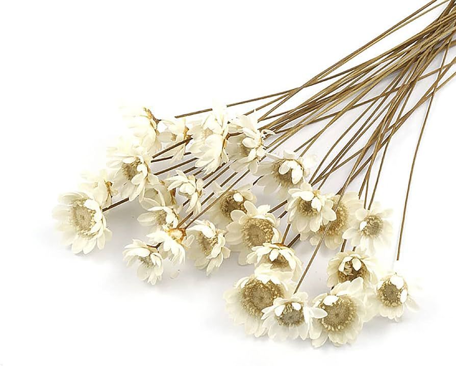 MLSG 100 stems Natural Dry Flowers Brazilian Small Star Daisy Decorative Dried flowers Mini Daisy... | Amazon (US)