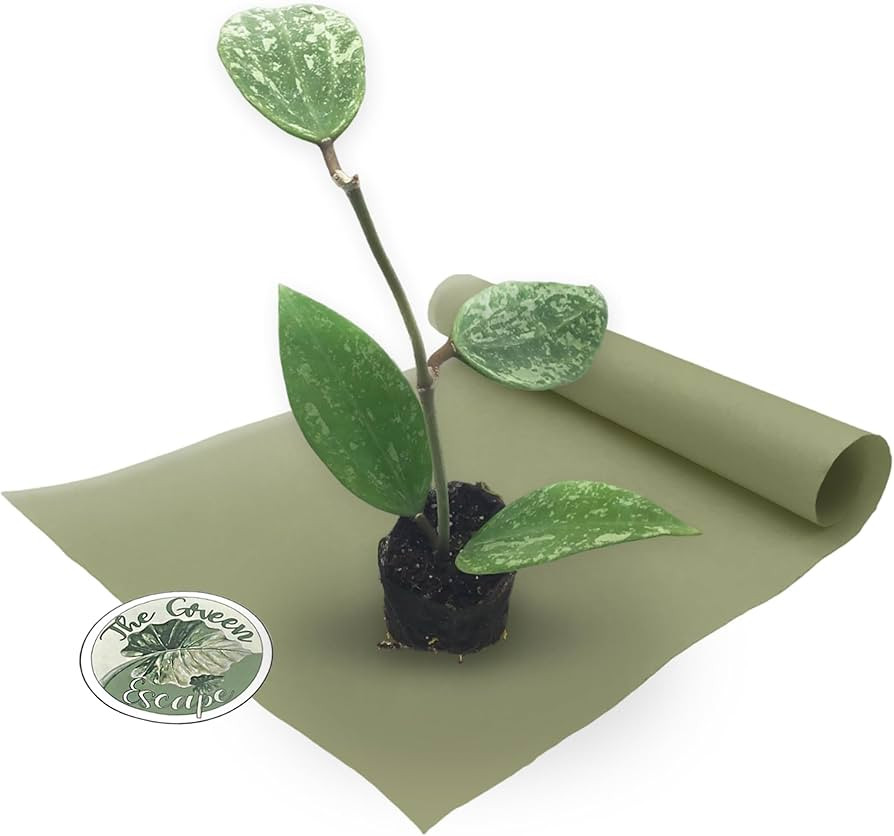 Hoya Rangsan Splash Starter Plant | Amazon (US)