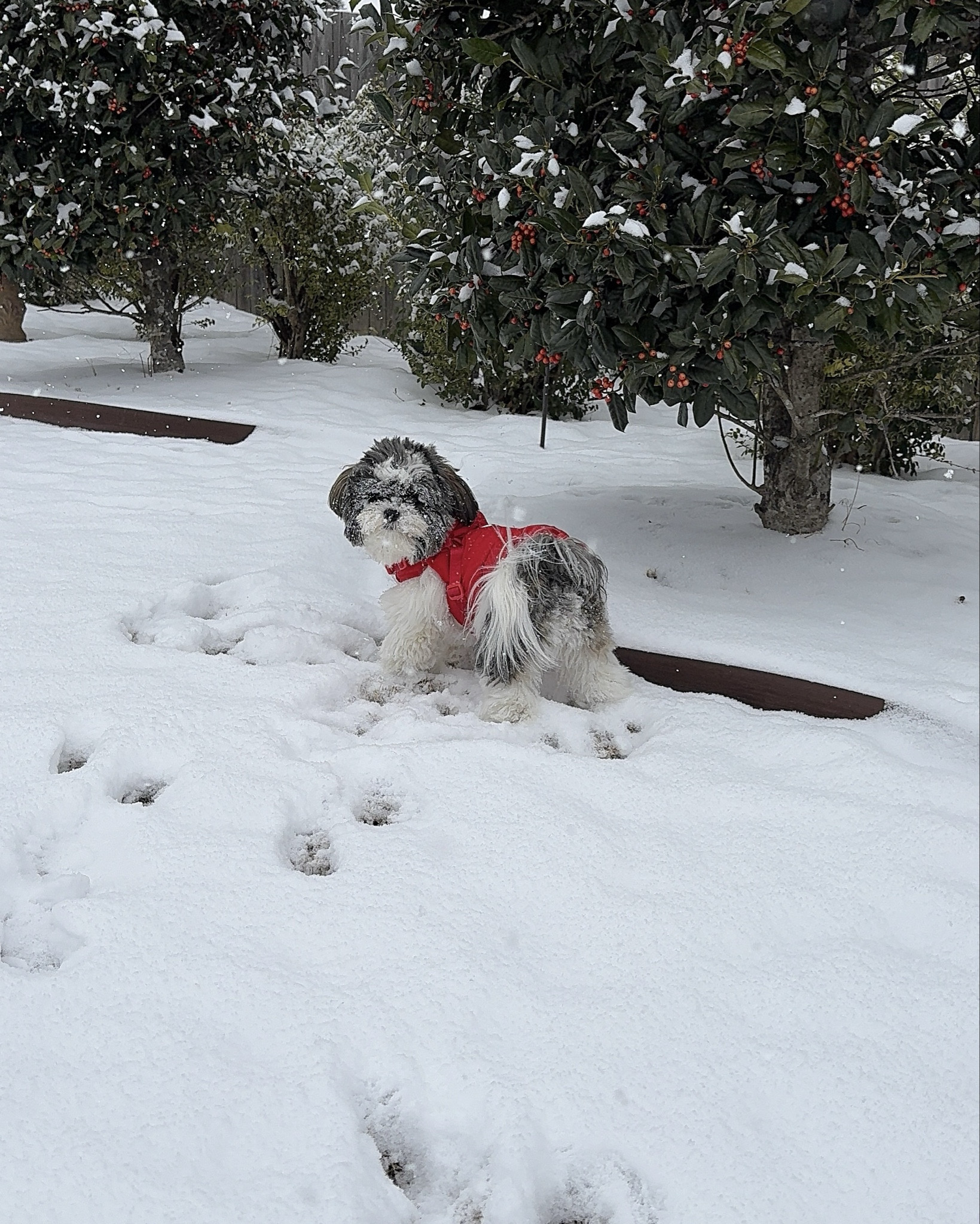 Enzo loves the snow and his parka keeps him warm and cozy. 