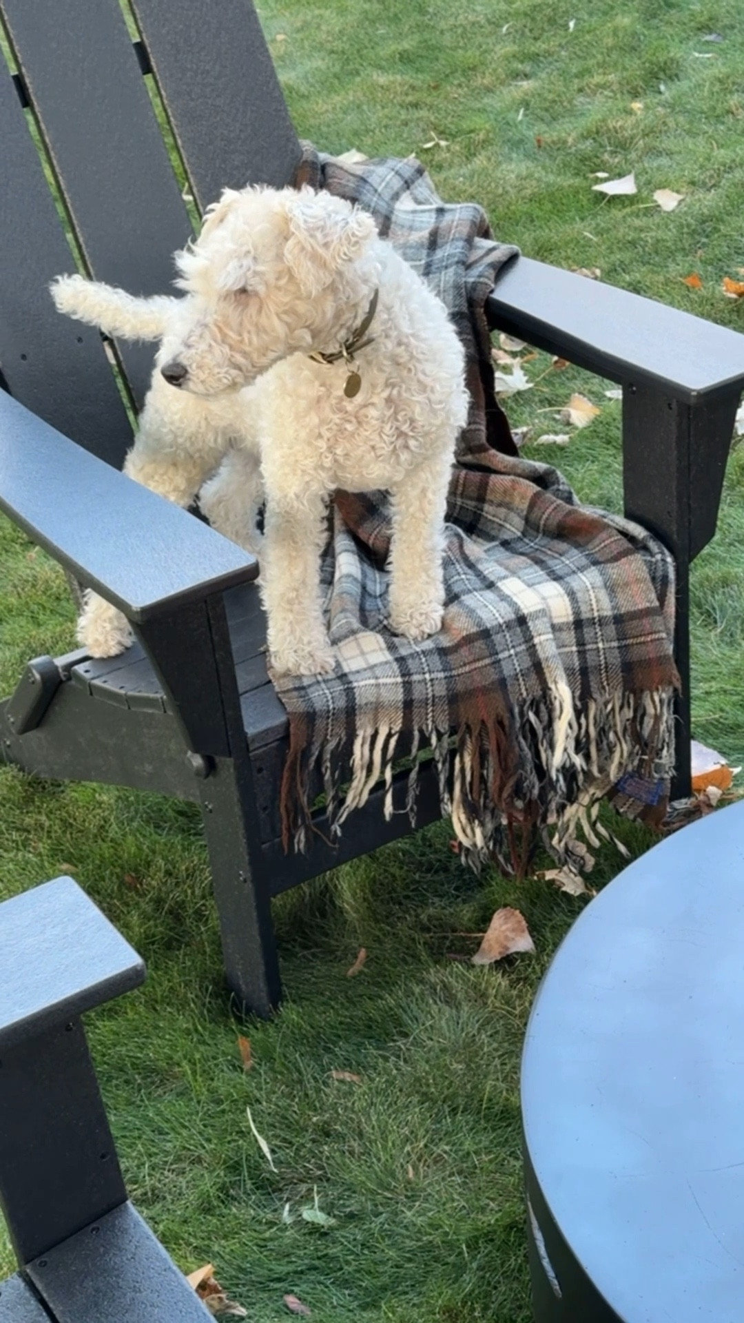 Pretty plaid wool throws for fall and the holiday season ahead… 

#LTKHome #LTKSeasonal