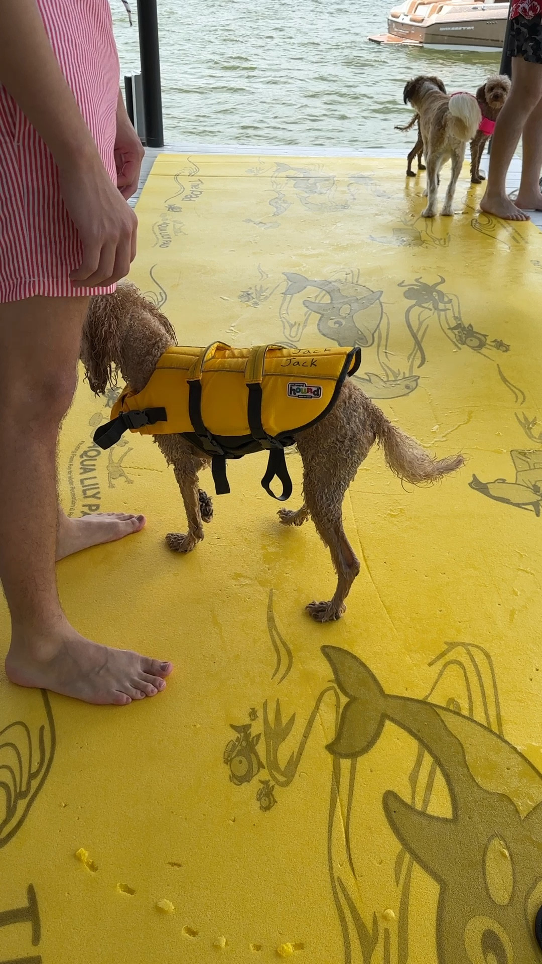 Outward Hound Dog Life Jacket