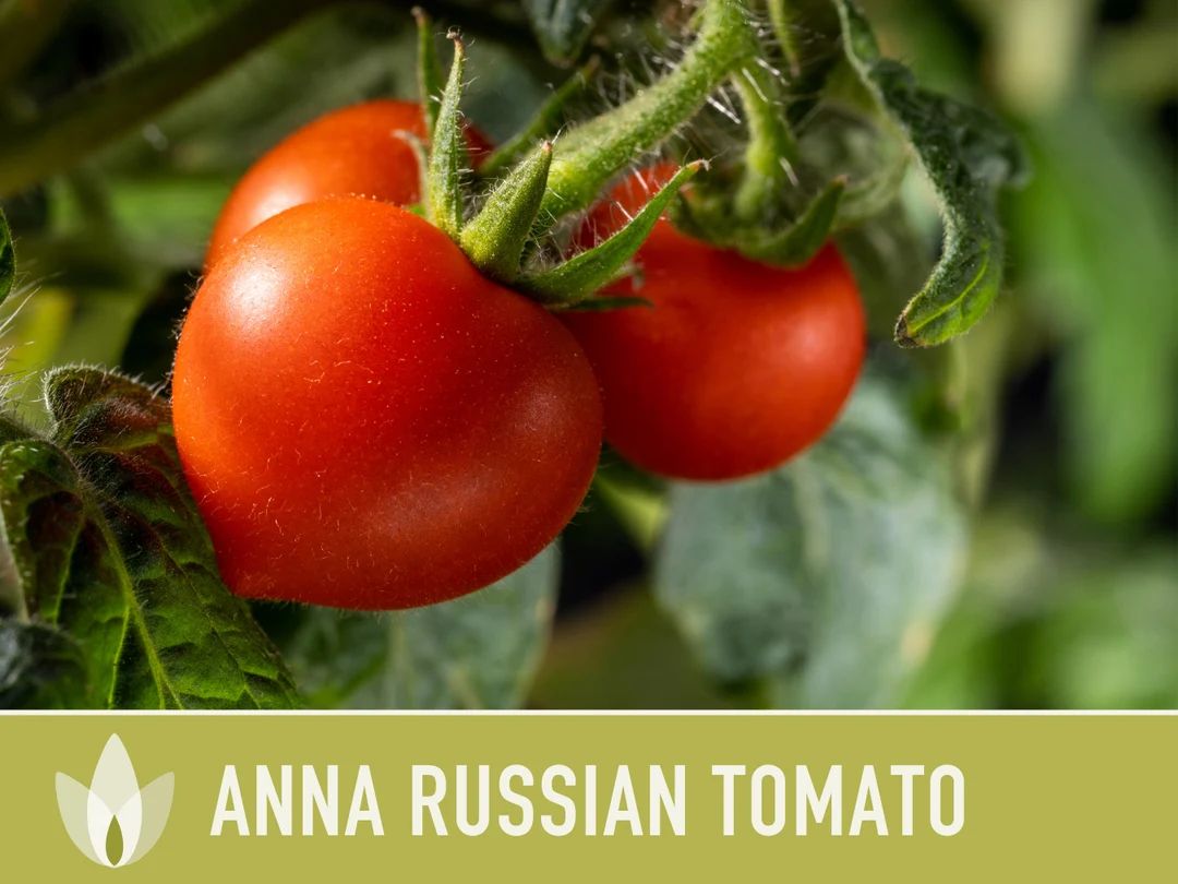 Anna Russian Tomato Seeds - Heirloom Seeds, Oxhart Tomato, Slicing Tomato, Russian Tomato, Indete... | Etsy (US)
