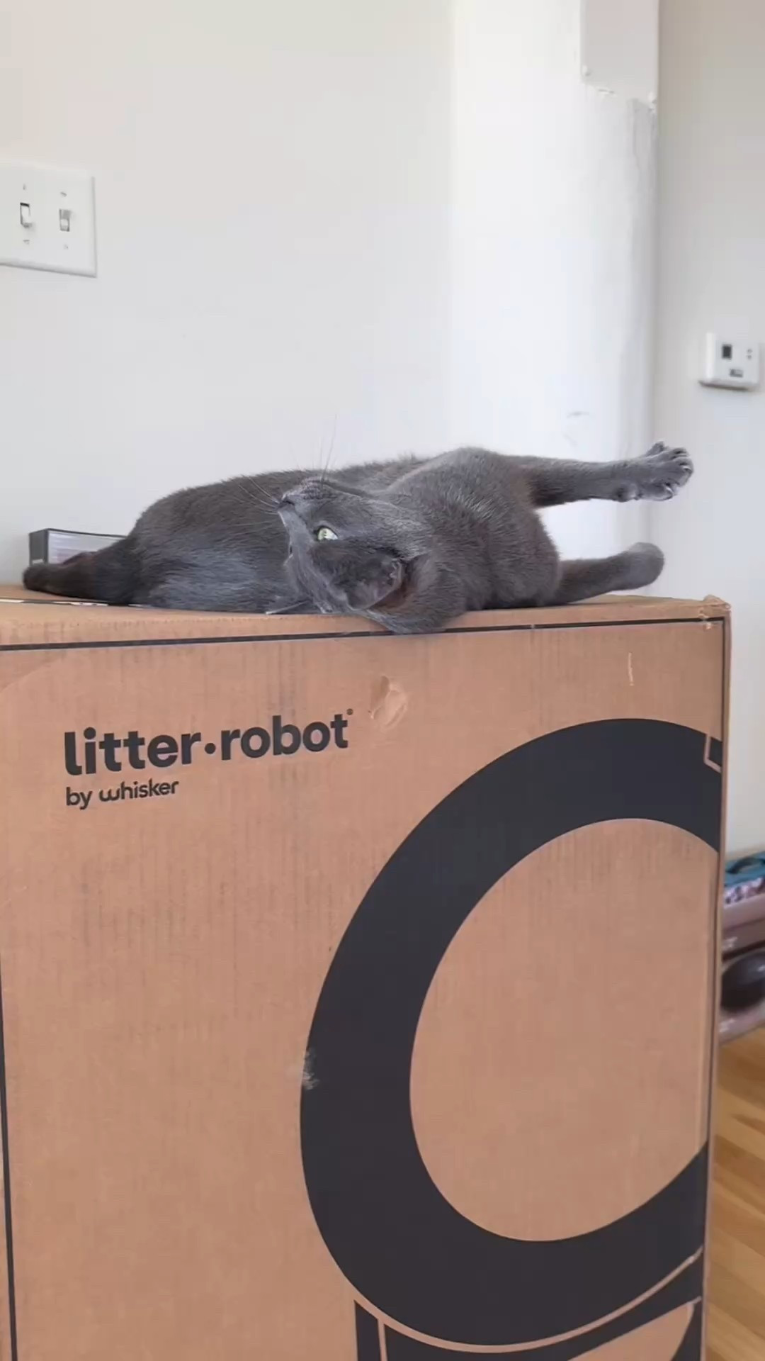 Litter Robot - Literally my favorite thing in the world!!! 

#cats #catmom #catdad #catparents #litterbot #cats #family #petcare #litterbox #litterbox

#LTKPets #LTKHome #LTKFamily
