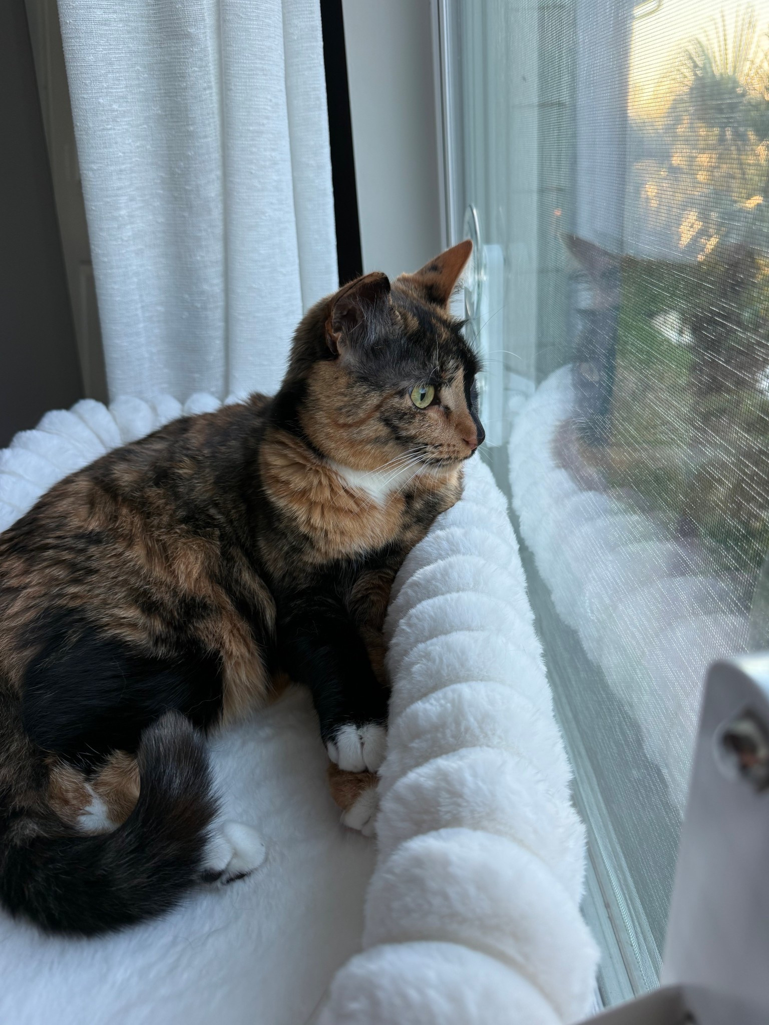 my girls love their window perch. I got the Large size. 
