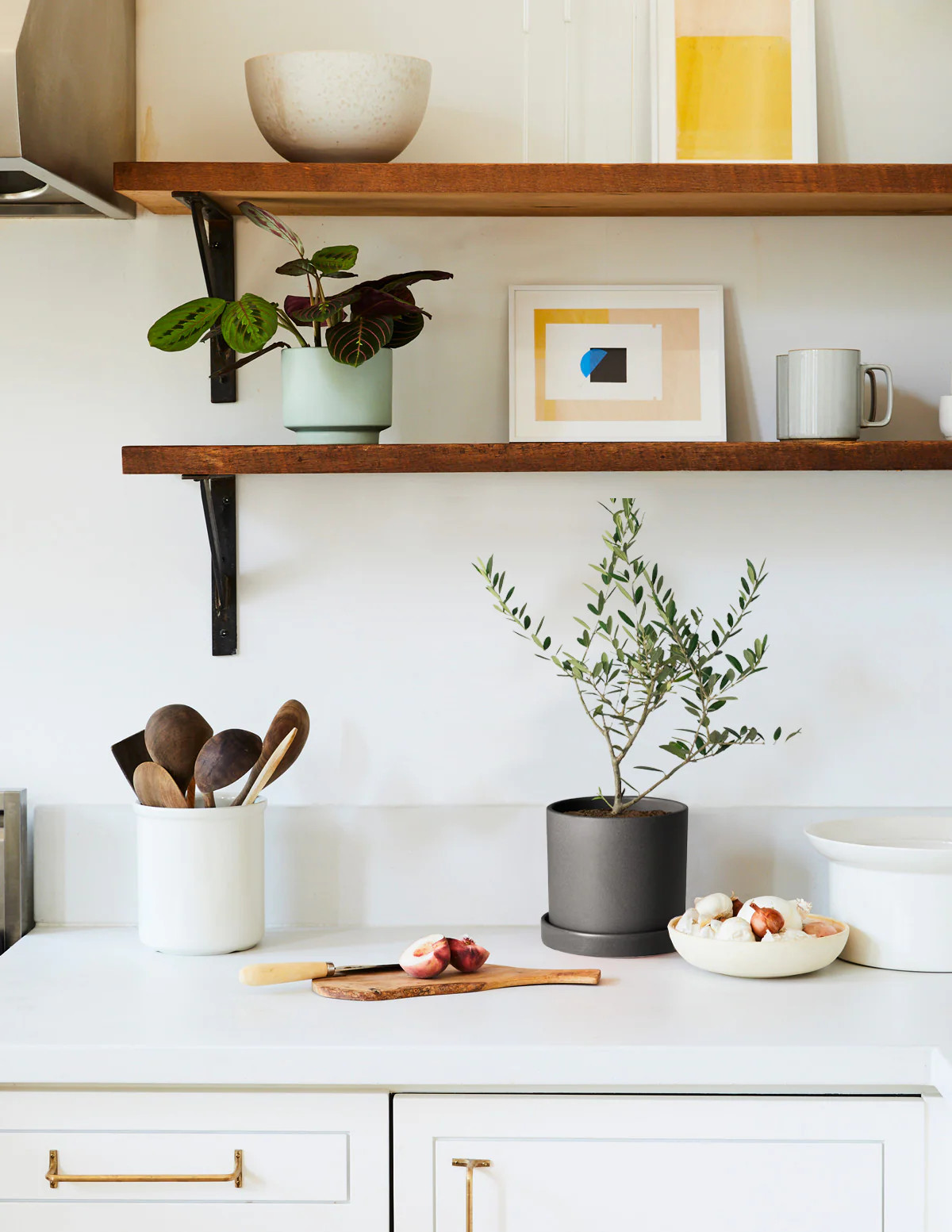 Olive Tree (Olea Europaea) Indoor Houseplant | Unique Plants for Delivery | The Sill