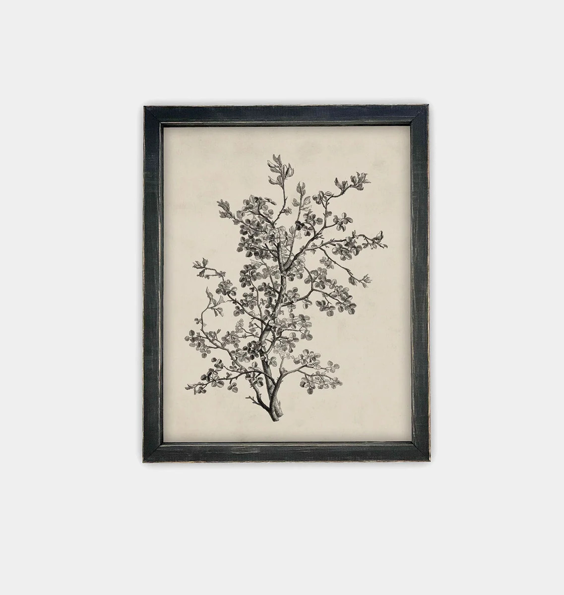 Antique Botanical Sketch Framed Print | Amber Interiors